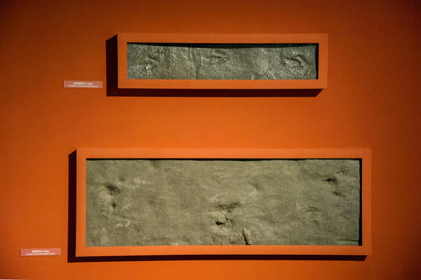 Wall of Dinosaurs Footprints