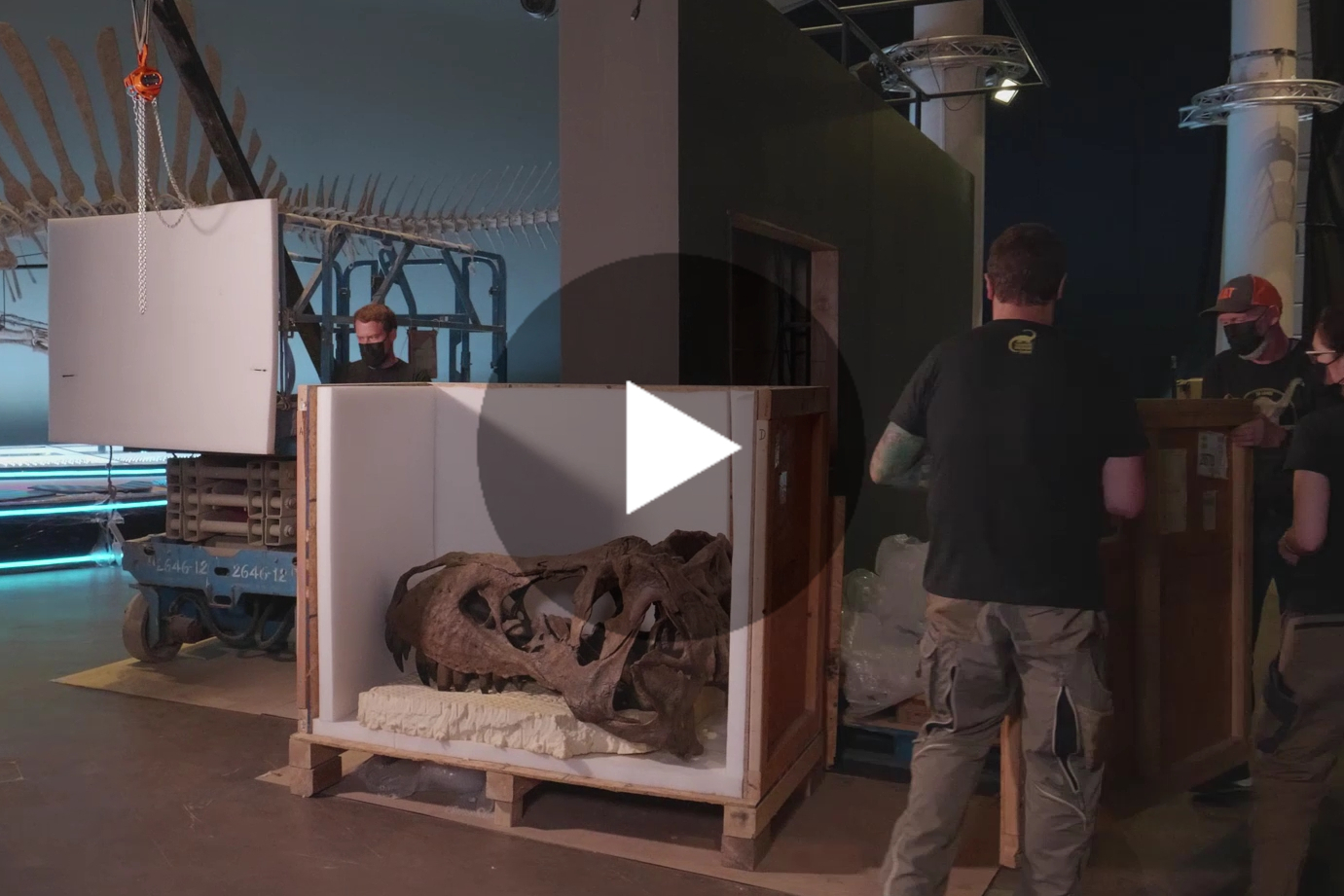 Curation behind the Dinosaurs