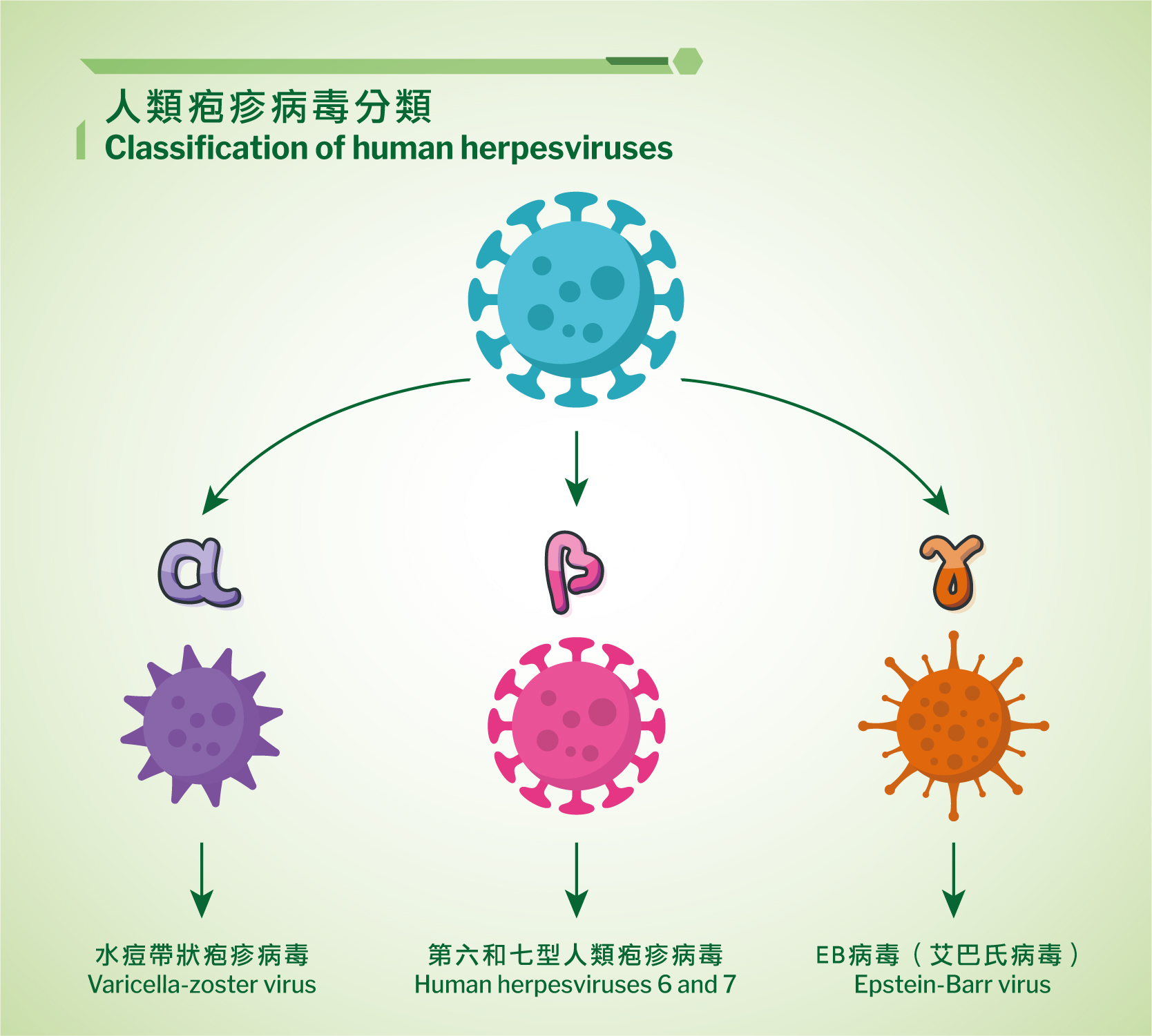 美人化身成野獸：EB病毒 | 香港科學館
