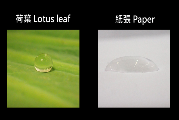 Compare the shape of water droplets on lotus leaf and paper