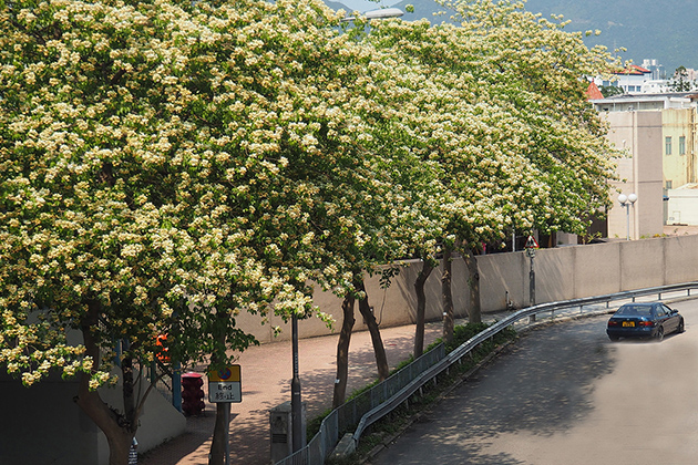 The sea of Spider Tree flowers.