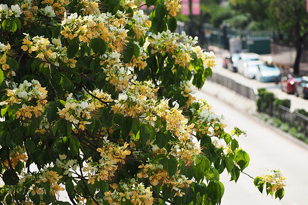 The colour of Spider Tree flowers will change from white to yellow gradually.