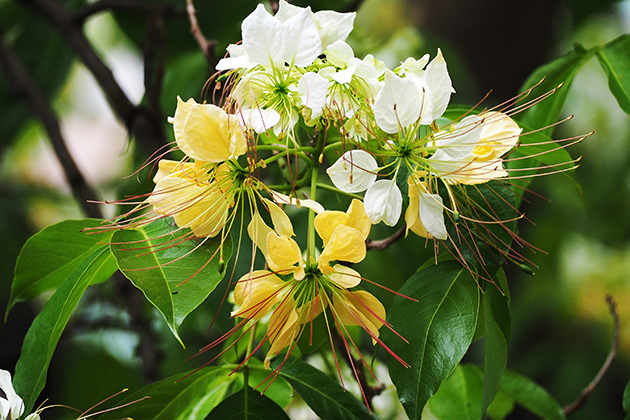 Each flower of Spider Tree
possesses ten or more dark red
stamens.