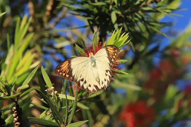 Great Orange Tip, as its name suggests, has large attractive orange patches on its wing tips.