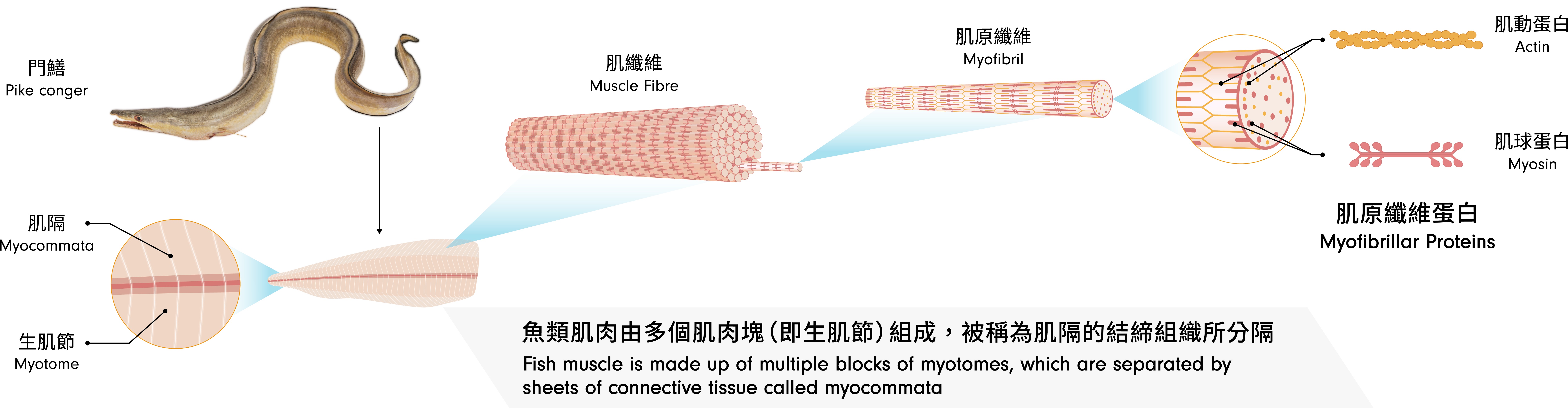 fish muscle