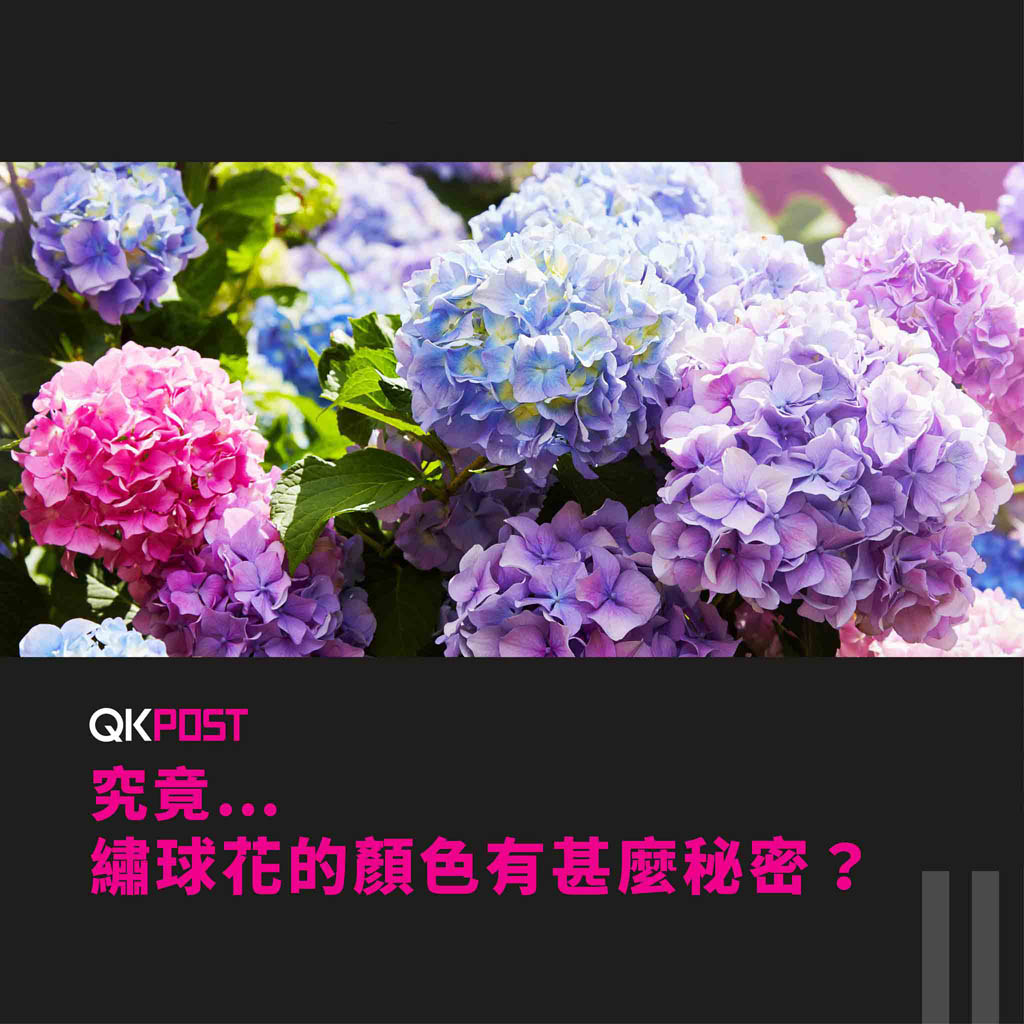 QK Lifestyle: What is the hidden secret of hydrangea's colour?