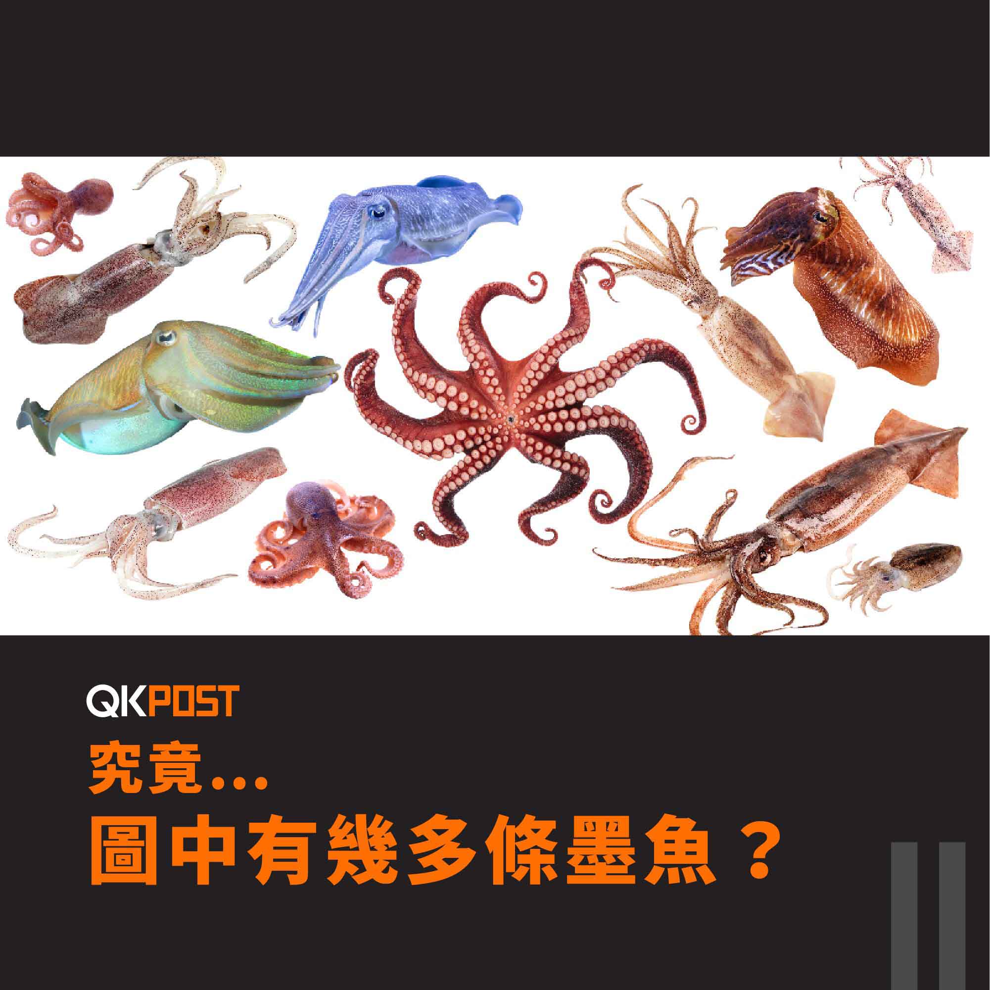QK Lifestyle: How many cuttlefish are there in the picture?
