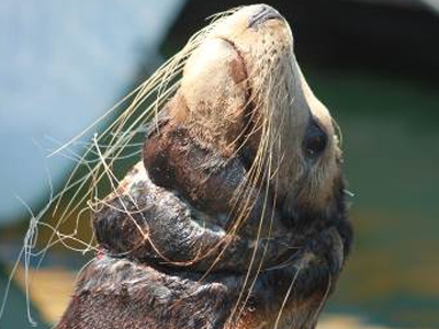 A California seal with a gillnet cutting into his neck is spotted